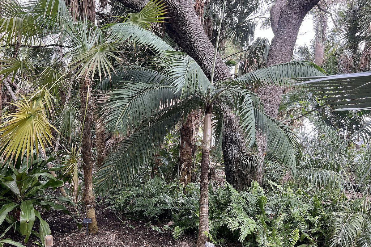 Ann Norton Sculpture Gardens, a South Florida engagement photo location